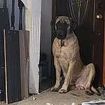Dog, Dog breed, Carnivore, Fawn, Gas, Working Animal, Companion dog, Cabinetry, Snout, Door, Art, Molosser, Wood, Canidae, Guard Dog, Working Dog, Shar Pei, Machine