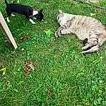 Cat, Carnivore, Felidae, Dog, Small To Medium-sized Cats, Grass, Groundcover, Dog breed, Tail, Grassland, Lawn, Whiskers, Companion dog, Canidae, Terrestrial Animal, Domestic Short-haired Cat, Pasture, Furry friends, Plant