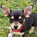 Dog, Carnivore, Dog breed, Whiskers, Working Animal, Fawn, Companion dog, Grass, Toy Dog, Snout, Plant, Terrestrial Plant, Russkiy Toy, Chihuahua, Canidae, Terrestrial Animal, Furry friends, Adventure, Corgi-chihuahua