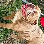 Dog, Dog breed, Carnivore, Bulldog, Plant, Liver, Fawn, Companion dog, Wrinkle, Terrestrial Animal, Grass, Snout, Whiskers, Working Animal, Canidae, Soil, White English Bulldog, Molosser