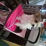 Dog, Dog breed, Dog Supply, Toy Dog, Companion dog, Dog Clothes, Small Terrier, Terrier, Furry friends, Shelf, Bag, Small To Medium-sized Cats, Magenta, Non-sporting Group, Bichon, Puppy, Baby Products