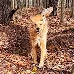 Dog, Carnivore, Dog breed, Tree, Fawn, Companion dog, Wood, Tail, Plant, Forest, Woodland, Working Animal, Trunk, Temperate Broadleaf And Mixed Forest, Soil, Canidae, Natural Landscape, Terrestrial Animal, Old-growth Forest
