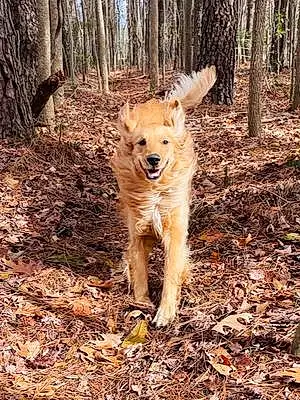 Golden Retriever Dog Moonshine