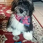 Dog, Dog breed, Carnivore, Companion dog, Toy Dog, Snout, Liver, Small Terrier, Terrier, Working Animal, Dog Supply, Canidae, Furry friends, Maltepoo, Biewer Terrier, Shih-poo, Schnauzer, Firefighter