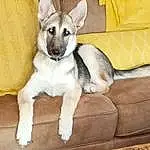 Dog, Dog breed, Comfort, Couch, Carnivore, Companion dog, Fawn, Working Animal, Dog Supply, Snout, Tail, Canidae, Pet Supply, Paw, Collar, Terrestrial Animal, Furry friends, Hardwood, Sleeper Chair