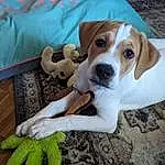 Dog, Dog breed, Carnivore, Fawn, Companion dog, Snout, Dog Supply, Comfort, Collar, Hound, Scent Hound, Toy, Working Animal, Canidae, Pet Supply, Linens, Glove, Hunting Dog, Stuffed Toy