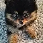 Dog, Carnivore, Dog breed, Companion dog, Fawn, Whiskers, Toy Dog, Snout, Working Animal, Furry friends, Canidae, Terrestrial Animal, German Spitz, Working Dog, Puppy, Ancient Dog Breeds, Non-sporting Group, Volpino Italiano, German Spitz Klein