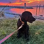 Water, Sky, Dog, Cloud, Carnivore, Dog breed, Working Animal, Collar, Plant, Fawn, Lake, Grass, Sunrise, Landscape, Horizon, Sunset, Dusk, Afterglow, Dog Collar