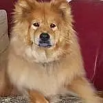 Dog, Carnivore, Spitz, Dog breed, Whiskers, Fawn, Companion dog, Smile, German Spitz Klein, German Spitz, Snout, Furry friends, Canidae, Working Animal, Ancient Dog Breeds, German Spitz Mittel, Working Dog, Non-sporting Group, Giant Dog Breed