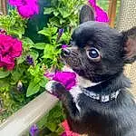 Flower, Plant, Dog, Purple, Carnivore, Collar, Pink, Working Animal, Pet Supply, Violet, Fawn, Companion dog, Dog Supply, Dog Collar, Dog breed, Magenta, Petal, Groundcover, Snout, Toy Dog