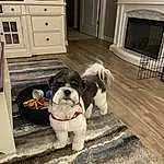 Dog, Cabinetry, White, Black, Drawer, Carnivore, Wood, Working Animal, Companion dog, Dog breed, Toy Dog, Hardwood, Countertop, Chest Of Drawers, Cupboard, Home Appliance, Kitchen Appliance, Kitchen