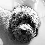 Dog, Carnivore, Dog breed, Water Dog, Companion dog, Snout, Toy Dog, Black & White, Monochrome, Terrier, Small Terrier, Working Animal, Furry friends, Canidae, Labradoodle, Yorkipoo, Poodle Crossbreed, Poodle, Non-sporting Group