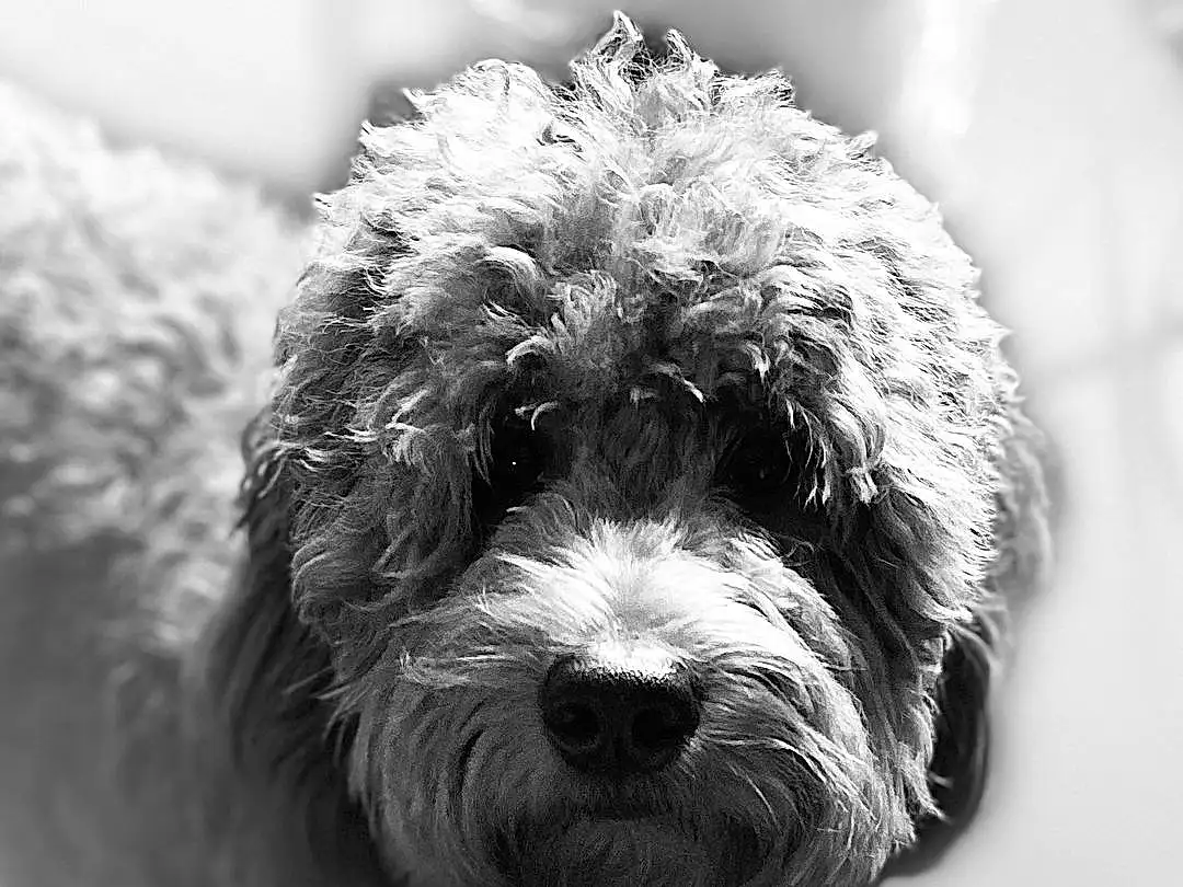 Dog, Carnivore, Dog breed, Water Dog, Companion dog, Snout, Toy Dog, Black & White, Monochrome, Terrier, Small Terrier, Working Animal, Furry friends, Canidae, Labradoodle, Yorkipoo, Poodle Crossbreed, Poodle, Non-sporting Group