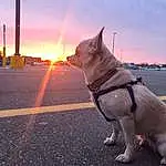 Cloud, Sky, Dog, Carnivore, Collar, Dog breed, Companion dog, Fawn, Road Surface, Leash, Snout, Tail, Asphalt, Working Animal, Lens Flare, Fashion Accessory, Road, Tire, Canidae