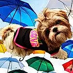 Dog, Dog breed, Dog Supply, Carnivore, Companion dog, Eyewear, Fawn, Liver, Umbrella, Dog Clothes, Toy Dog, Pet Supply, Working Animal, Snout, Sky, Furry friends, Canidae, Fashion Accessory, Small Terrier