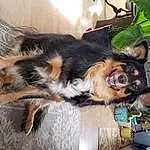 Dog, Dog breed, Carnivore, Companion dog, Fawn, Collar, Working Animal, Plant, Sunglasses, Old German Shepherd Dog, Whiskers, Paw, Tail, Canidae, Felidae, Furry friends, Herding Dog, Working Dog, Foot