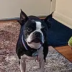 Dog, Dog breed, Carnivore, Boston Terrier, Fawn, Companion dog, Working Animal, Whiskers, Snout, Bulldog, Grass, Collar, French Bulldog, Tail, Toy Dog, Terrestrial Animal, Dog Collar, Non-sporting Group