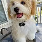 Dog, Carnivore, Toy Dog, Companion dog, Working Animal, Collar, Window, Dog breed, Small Terrier, Window Blind, Fence, Furry friends, Shih-poo, Dog Collar, Canidae, Terrier, Yorkipoo, Dog Supply, Non-sporting Group, Puppy