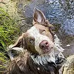 Water, Dog, Carnivore, Fawn, Grass, Dog breed, Liver, Snout, Terrestrial Animal, Working Animal, Canidae, Furry friends, Companion dog, Fang, Suidae, Soil, Working Dog, Herding Dog