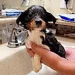 Dog, Water, Fluid, Sink, Carnivore, Dog breed, Kitchen Appliance, Companion dog, Snout, Tap, Countertop, Plumbing Fixture, Serveware, Toy Dog, Working Animal, Furry friends, Thigh, Working Dog, Foot, Barefoot