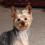 Dog, Dog breed, Carnivore, Dog Supply, Companion dog, Fawn, Toy Dog, Snout, Working Animal, Liver, Canidae, Collar, Furry friends, Small Terrier, Biewer Terrier, Yorkshire Terrier, Door, Yorkipoo, Cabinetry