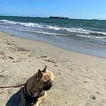 Water, Dog, Sky, Carnivore, Beach, Wood, Fawn, Dog breed, Tints And Shades, Sand, Landscape, Shadow, Foot, Tail, Fun, Winter, Canidae, Wind Wave, Rock