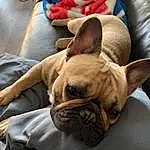 Dog, Comfort, Dog breed, Carnivore, Companion dog, Fawn, Bulldog, Working Animal, Wrinkle, Snout, Canidae, Car Seat, Carmine, Head Restraint, Pet Supply, Furry friends, Molosser, Non-sporting Group, Terrestrial Animal