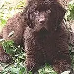 Dog, Dog breed, Carnivore, Liver, Plant, Companion dog, Poodle, Working Animal, Terrestrial Animal, Grass, Terrestrial Plant, Water Dog, Groundcover, Canidae, Soil, Furry friends, Standard Poodle, Jungle, Non-sporting Group