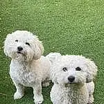 Dog, Plant, Dog breed, Carnivore, Companion dog, Toy Dog, Grass, Snout, Dog Supply, Working Animal, Terrier, Water Dog, Canidae, Small Terrier, Maltepoo, Dog Collar, Toy, Non-sporting Group, Poodle