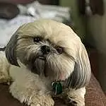 Dog, Eyes, Dog breed, Carnivore, Liver, Shih Tzu, Companion dog, Fawn, Toy Dog, Snout, Terrier, Furry friends, Working Animal, Mal-shi, Terrestrial Animal, Biting, Small Terrier, Shih-poo, Canidae