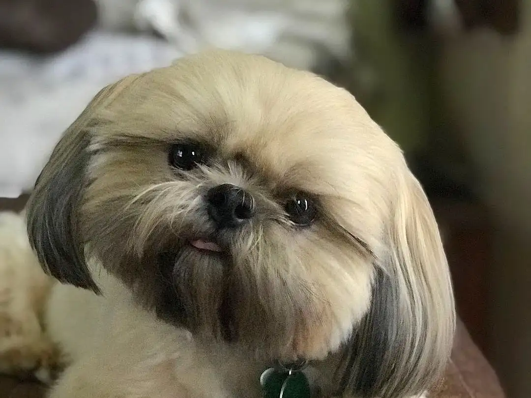 Dog, Eyes, Dog breed, Carnivore, Liver, Shih Tzu, Companion dog, Fawn, Toy Dog, Snout, Terrier, Furry friends, Working Animal, Mal-shi, Terrestrial Animal, Biting, Small Terrier, Shih-poo, Canidae
