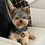 Dog, Dog breed, Dog Supply, Carnivore, Fawn, Companion dog, Toy Dog, Working Animal, Snout, Comfort, Small Terrier, Terrier, Furry friends, Canidae, Pet Supply, Liver, Yorkipoo, Dog Collar, Fashion Accessory