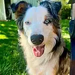 Dog, Dog breed, Plant, Carnivore, Companion dog, Grass, Whiskers, Snout, Tree, Furry friends, Working Dog, Canidae, Recreation, Terrestrial Animal, Border Collie