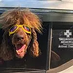 Liver, Dog, Mode Of Transport, Working Animal, Vehicle, Automotive Mirror, Dog breed, Snout, Automotive Exterior, Vehicle Door, Vroom Vroom, Pack Animal, Livestock, Trunk, Windshield, Bumper, Automotive Lighting, Personal Luxury Car, Furry friends