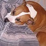 Dog, Comfort, Carnivore, Dog breed, Fawn, Companion dog, Linens, Bored, Liver, Dog Supply, Working Animal, Paw, Tail, Bed, Furry friends, Dog Bed, Hardwood, Nap, Non-sporting Group