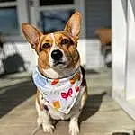 Dog, Collar, Dog breed, Carnivore, Dog Supply, Fawn, Companion dog, Wood, Whiskers, Snout, Dog Collar, Hound, Terrier, Leash, Canidae, Working Animal, Tail, Welsh Corgi, Hardwood