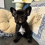Dog, Dog breed, Ear, Carnivore, Comfort, Working Animal, Whiskers, Companion dog, Bulldog, Fawn, Toy Dog, Snout, Terrestrial Animal, Canidae, Furry friends, French Bulldog, Sitting, Tail, Puppy