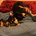 Brown, Dog, Comfort, Dog breed, Carnivore, Fawn, Companion dog, Tints And Shades, Toy Dog, Linens, Canidae, Bed, Art, Guard Dog, Room, Nap, Heat, Paw