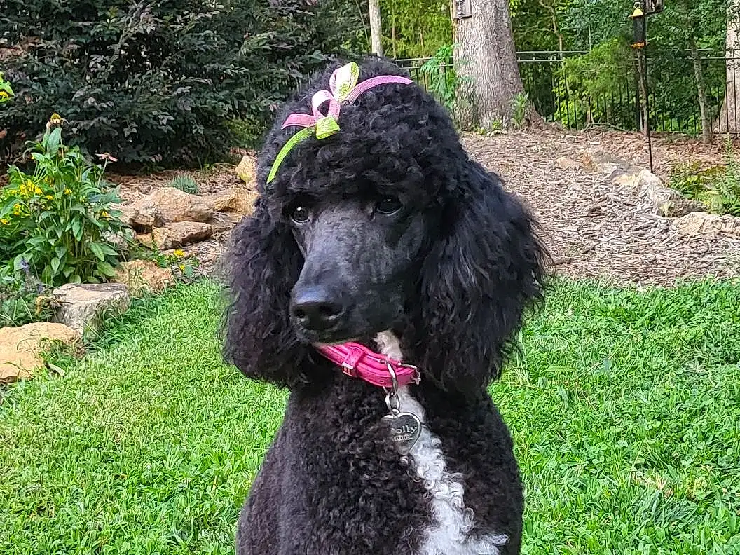 Plant, Dog, Water Dog, Carnivore, Dog breed, Companion dog, Spaniel, Working Animal, Poodle, Groundcover, Terrier, Liver, Tree, Grass, Toy Dog, Shrub, Tail, Dog Collar, Furry friends, Gun Dog