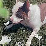 Dog, Plant, Green, Carnivore, Dog breed, Grass, Fawn, Companion dog, Petal, Whiskers, Snout, Collar, Tail, Flower, Tableware, Carmine, Herb, Non-sporting Group, Canidae
