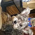 Dog, Dog breed, Carnivore, Companion dog, Working Animal, Toy Dog, Dog Supply, Snout, Terrier, Small Terrier, Furry friends, Canidae, Yorkipoo, Puppy, Liver, Schnauzer, Biewer Terrier, Non-sporting Group, Wood