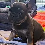 Dog, Dog breed, Carnivore, Ear, Working Animal, Companion dog, Fawn, Whiskers, Toy Dog, Terrestrial Animal, Grass, Snout, Liver, Wrinkle, Bulldog, Canidae, French Bulldog, Molosser, Furry friends