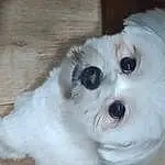 Dog, Eyes, Dog breed, Carnivore, Whiskers, Companion dog, Fawn, Toy Dog, Snout, Working Animal, Wood, Canidae, Furry friends, Hardwood, Small Terrier, Maltepoo, Terrestrial Animal, Terrier, Mal-shi