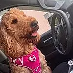 Dog, Vroom Vroom, Carnivore, Dog breed, Car, Car Seat Cover, Liver, Steering Wheel, Vehicle Door, Companion dog, Fawn, Car Seat, Collar, Vehicle, Automotive Exterior, Snout, Automotive Mirror, Personal Luxury Car, Dog Collar, Working Animal