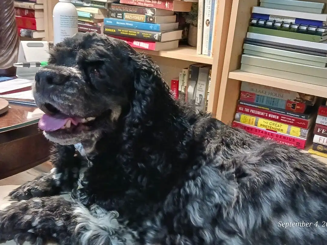 Dog, Bookcase, Shelf, Dog breed, Carnivore, Water Dog, Companion dog, Shelving, Book, Publication, Snout, Working Animal, Furry friends, Canidae, Terrestrial Animal, Working Dog, Wool, Giant Dog Breed, Guard Dog