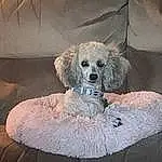 Dog, Couch, Carnivore, Fawn, Comfort, Dog breed, Toy Dog, Dog Supply, Companion dog, Terrier, Bed, Furry friends, Standard Poodle, Labradoodle, Pet Supply, Poodle, Puppy love, Maltepoo, Goldendoodle, Working Animal