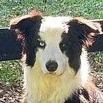 Dog, Dog breed, Carnivore, Plant, Companion dog, Snout, Border Collie, Whiskers, Herding Dog, Terrestrial Animal, Tree, Furry friends, Working Animal, Canidae, Grass, Working Dog, Australian Collie, Ancient Dog Breeds
