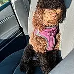 Dog, Water Dog, Vehicle, Carnivore, Dog breed, Car Seat Cover, Companion dog, Vehicle Door, Snout, Car, Car Seat, Poodle, Liver, Toy, Furry friends, Head Restraint, Toy Dog, Terrier, Dog Collar, Working Animal