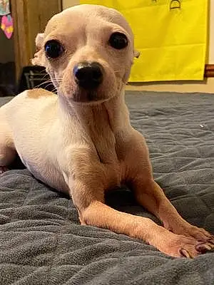 Name Chihuahua Dog Daisy