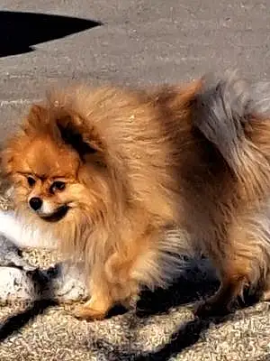 Name Pomeranian Dog Harley